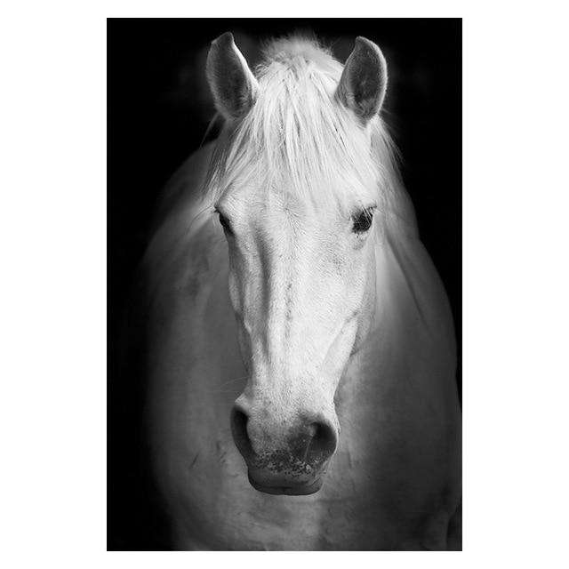 High Quality Animal Wall Art Posters